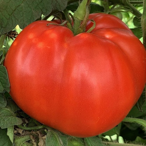 Tomatensamen alte - tomatensamen,